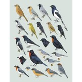 Handbook of the Birds of the World - Volume 16 - Tanagers to New World Blackbirds