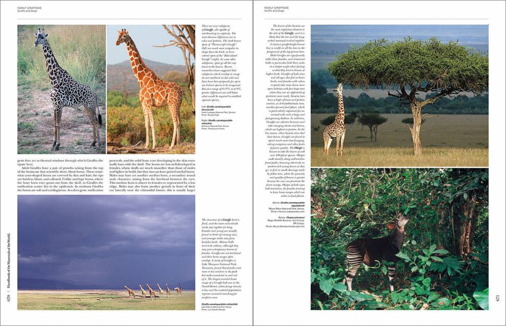 Handbook of the Mammals of the World, Vol. 2: Hoofed Mammals