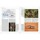 Handbook of the Mammals of the World, Vol. 3: Primates