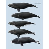 Handbook of the Mammals of the World, Vol. 4: Sea Mammals