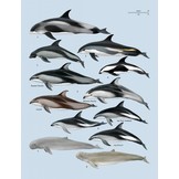 Handbook of the Mammals of the World, Vol. 4: Sea Mammals