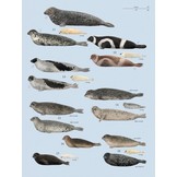 Handbook of the Mammals of the World, Vol. 4: Sea Mammals