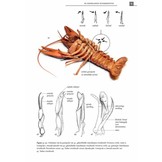 De Nederlandse Rivierkreeften (Astacoidea en Parastacoidea)
