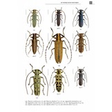 De Nederlandse Boktorren (Cerambycidae)