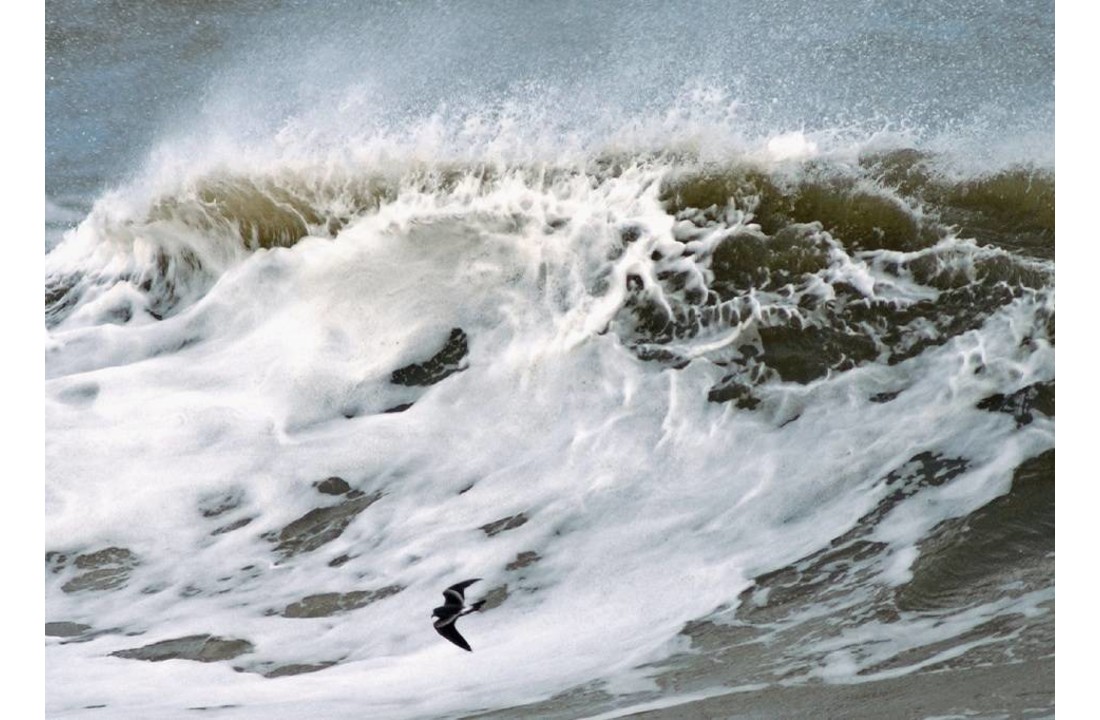 Petrels Night And Day - A Sound Approach Guide