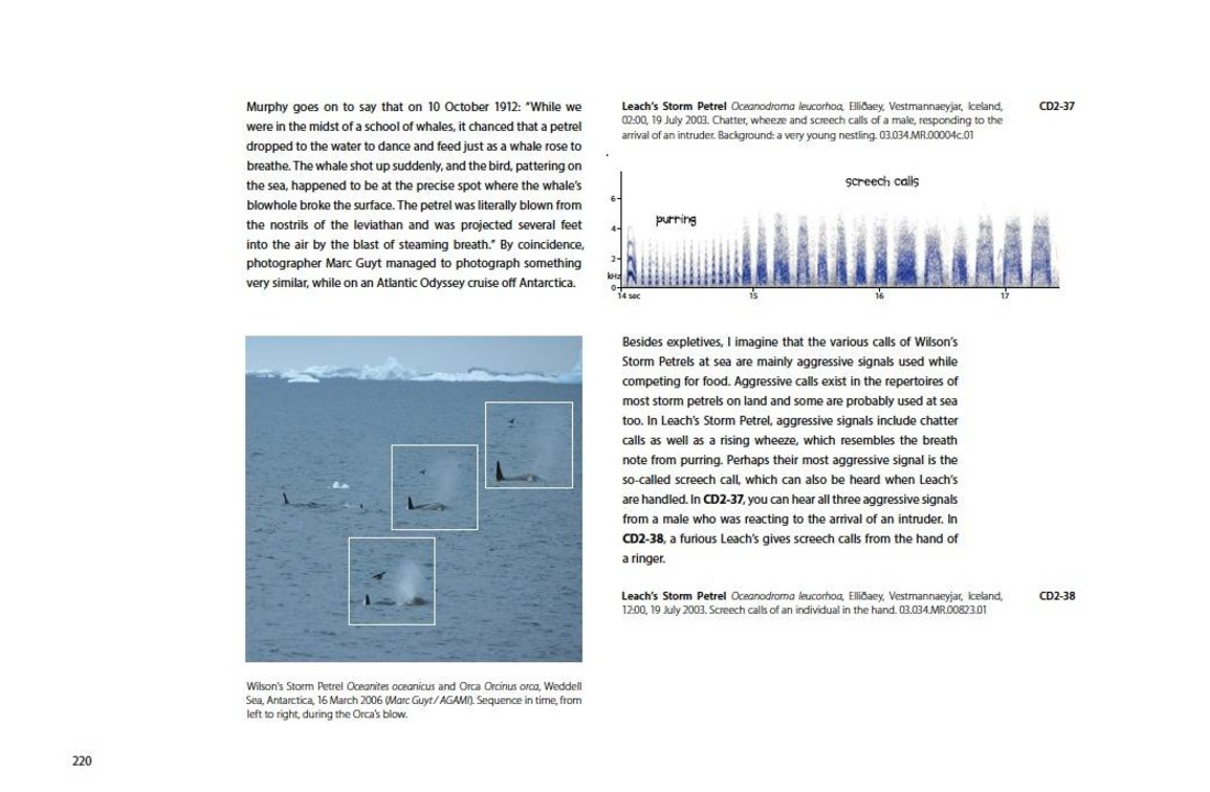 Petrels Night And Day - A Sound Approach Guide