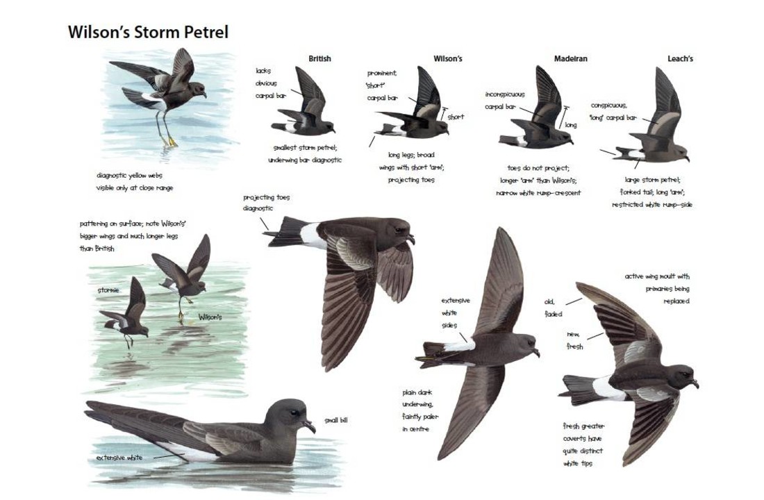 Petrels Night And Day - A Sound Approach Guide