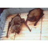 Schwegler Fledermausflachkasten 1FF mit eingearbeiteter Holzrückwand