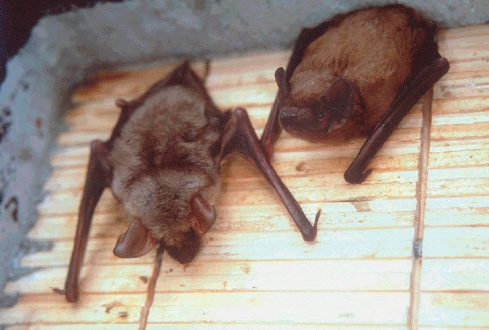Schwegler Vleermuiskast met Geïntegreerde Houten Achterwand 1FF