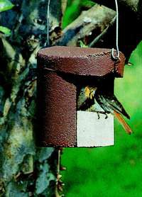 Nest Box 2H