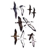 Birds of Aruba, Bonaire, and Curaçao - A Site and Field Guide