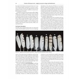 Feathers of European Owls: Insights into Species Ecology and Identification