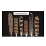 Feathers of European Owls: Insights into Species Ecology and Identification