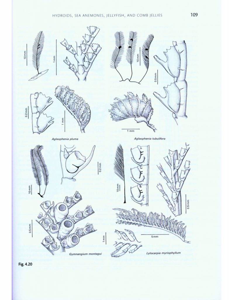 Handbook of the Marine Fauna of North-West Europe
