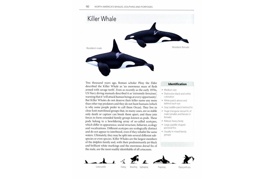 Mark Carwardine's Guide to Whale Watching in North America- USA - Canada - Mexico