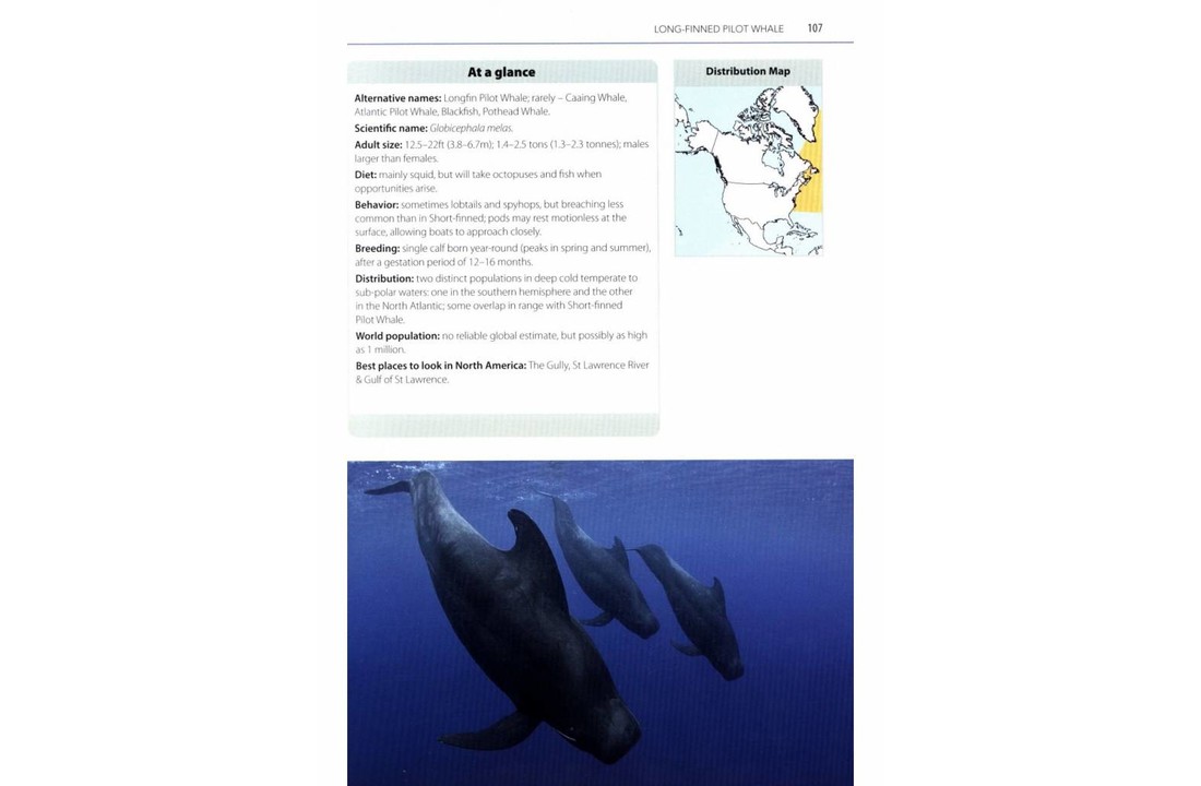 Mark Carwardine's Guide to Whale Watching in North America- USA - Canada - Mexico