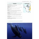 Mark Carwardine's Guide to Whale Watching in North America- USA - Canada - Mexico