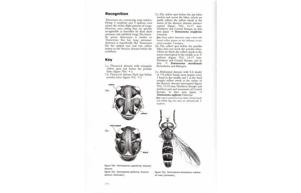 Hoverflies of Northwest Europe