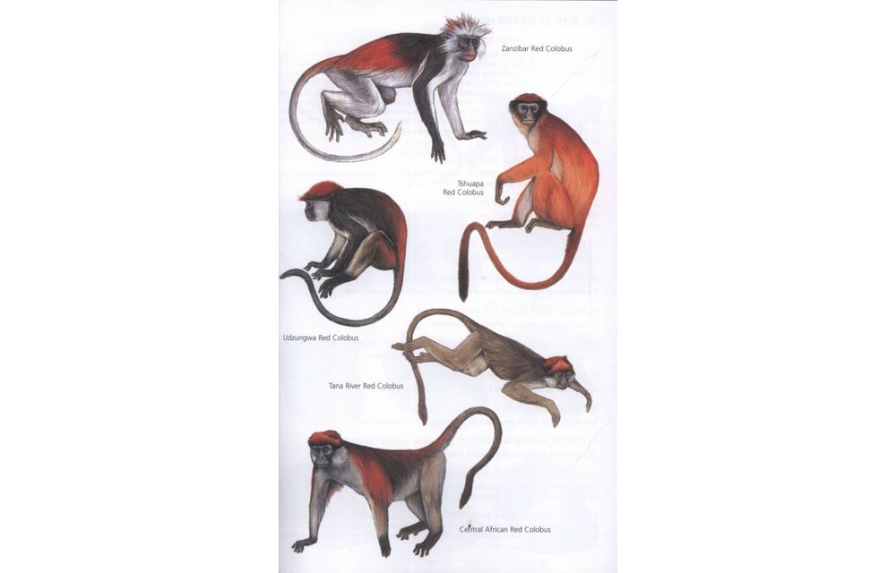 The Kingdon Field Guide to African Mammals
