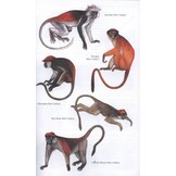 The Kingdon Field Guide to African Mammals