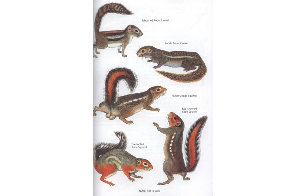 The Kingdon Field Guide to African Mammals