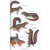 The Kingdon Field Guide to African Mammals