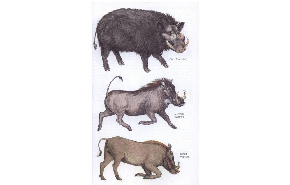 The Kingdon Field Guide to African Mammals