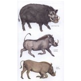 The Kingdon Field Guide to African Mammals