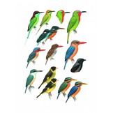 Collins Field Guide Birds of South-East Asia