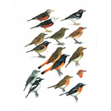 Collins Field Guide Birds of South-East Asia