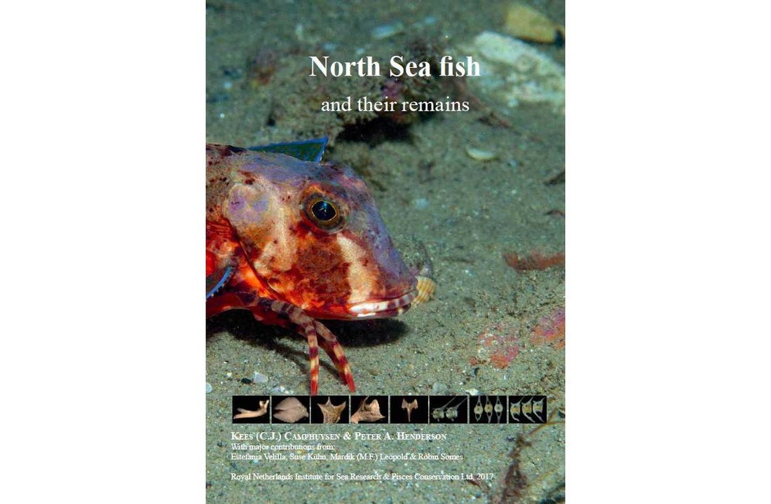 North Sea Fish and their remains