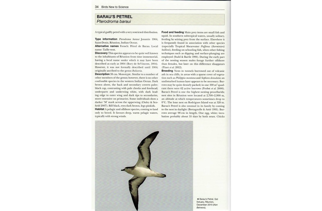 Birds New to Science - Fifty Years of Avian Discovery