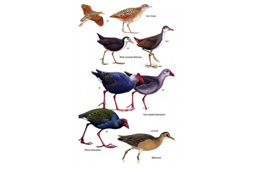 Birds of Oman