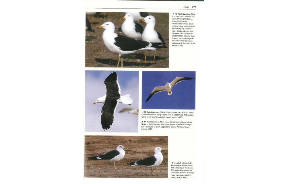 Gulls of the World - A Photographic Guide