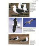 Gulls of the World - A Photographic Guide
