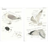 Gulls of the World - A Photographic Guide