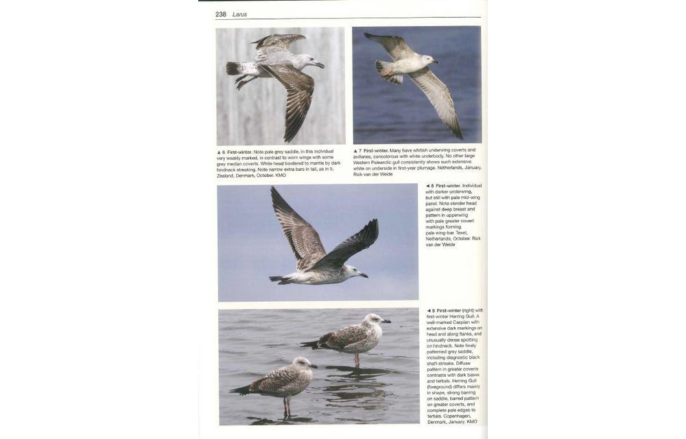 Gulls of the World - A Photographic Guide