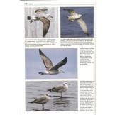 Gulls of the World - A Photographic Guide