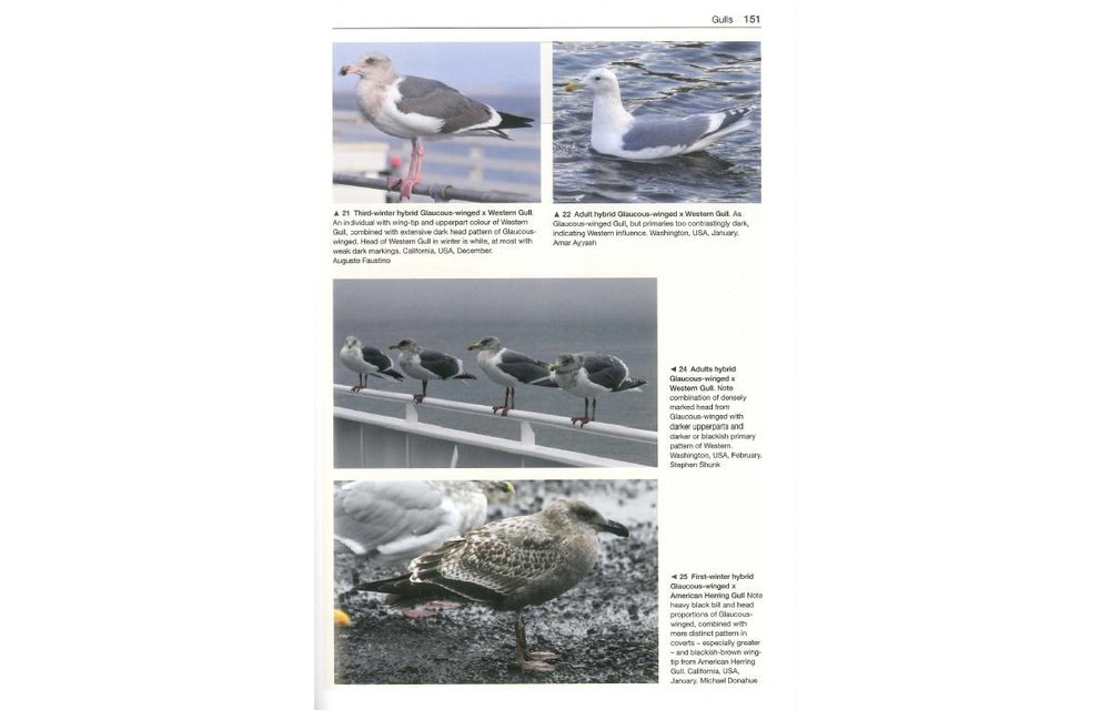 Gulls of the World - A Photographic Guide
