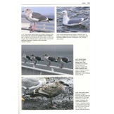 Gulls of the World - A Photographic Guide
