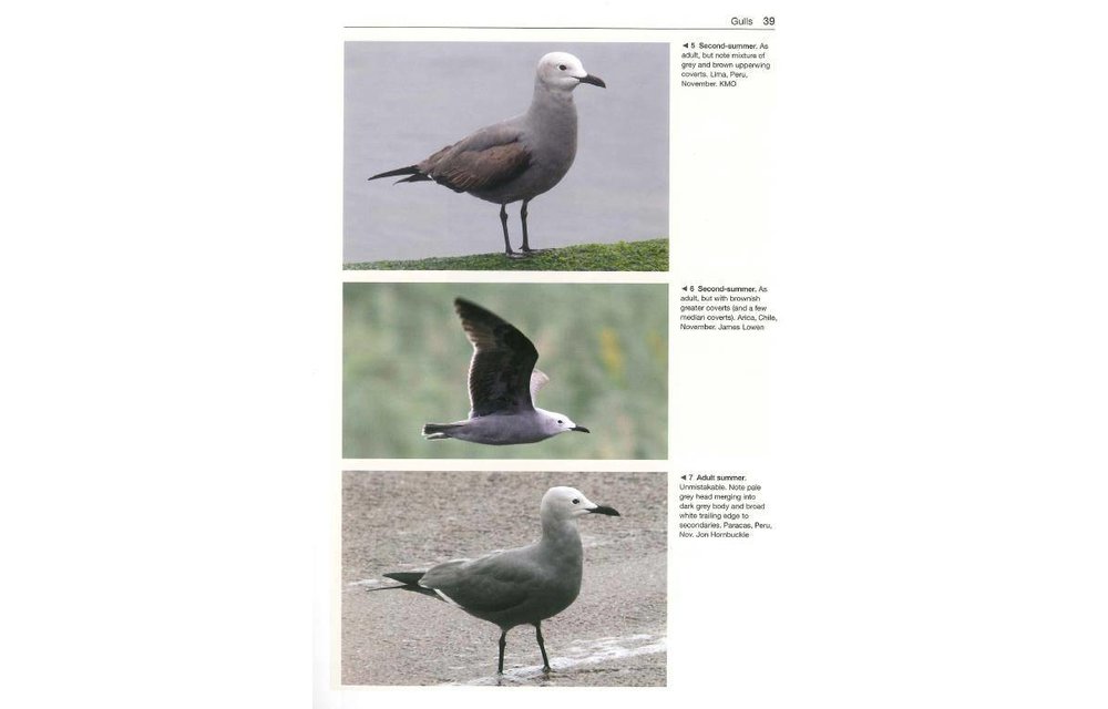 Gulls of the World - A Photographic Guide