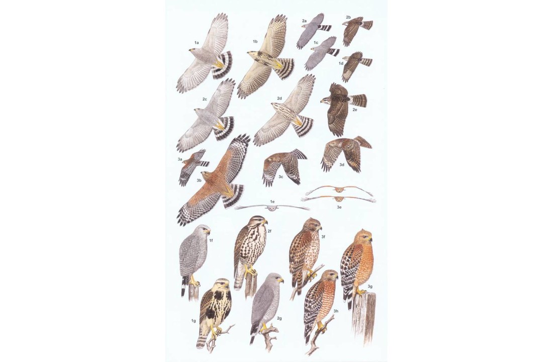 Raptors of Mexico and Central America