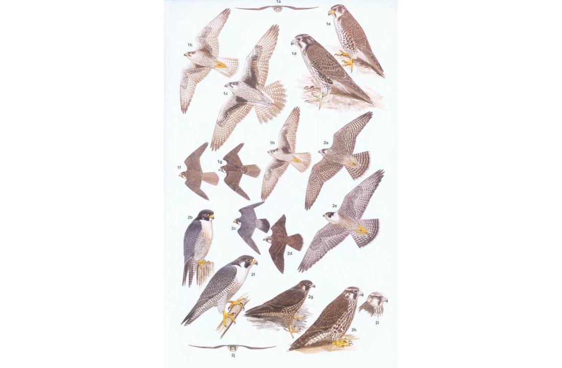 Raptors of Mexico and Central America