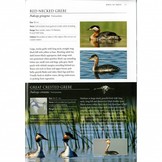 A Photographic Field Guide to the Birds of India, Pakistan, Nepal, Bhutan, Sri Lanka, and Bangladesh