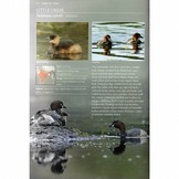 A Photographic Field Guide to the Birds of India, Pakistan, Nepal, Bhutan, Sri Lanka, and Bangladesh