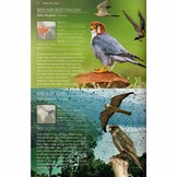 A Photographic Field Guide to the Birds of India, Pakistan, Nepal, Bhutan, Sri Lanka, and Bangladesh