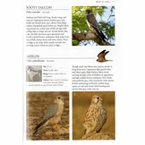 A Photographic Field Guide to the Birds of India, Pakistan, Nepal, Bhutan, Sri Lanka, and Bangladesh