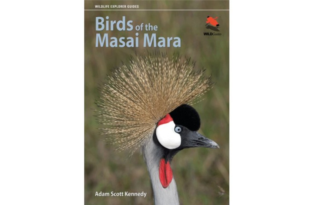 Birds of the Masai Mara