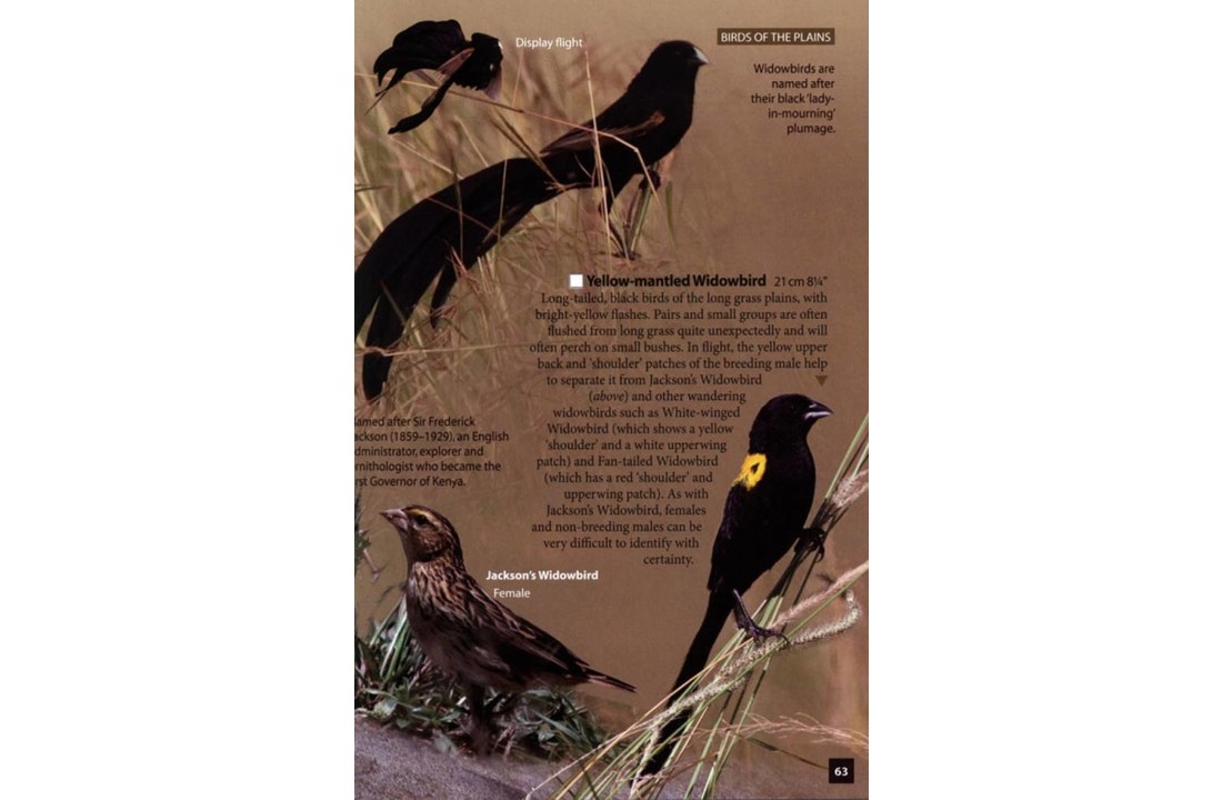 Birds of the Masai Mara