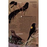 Birds of the Masai Mara